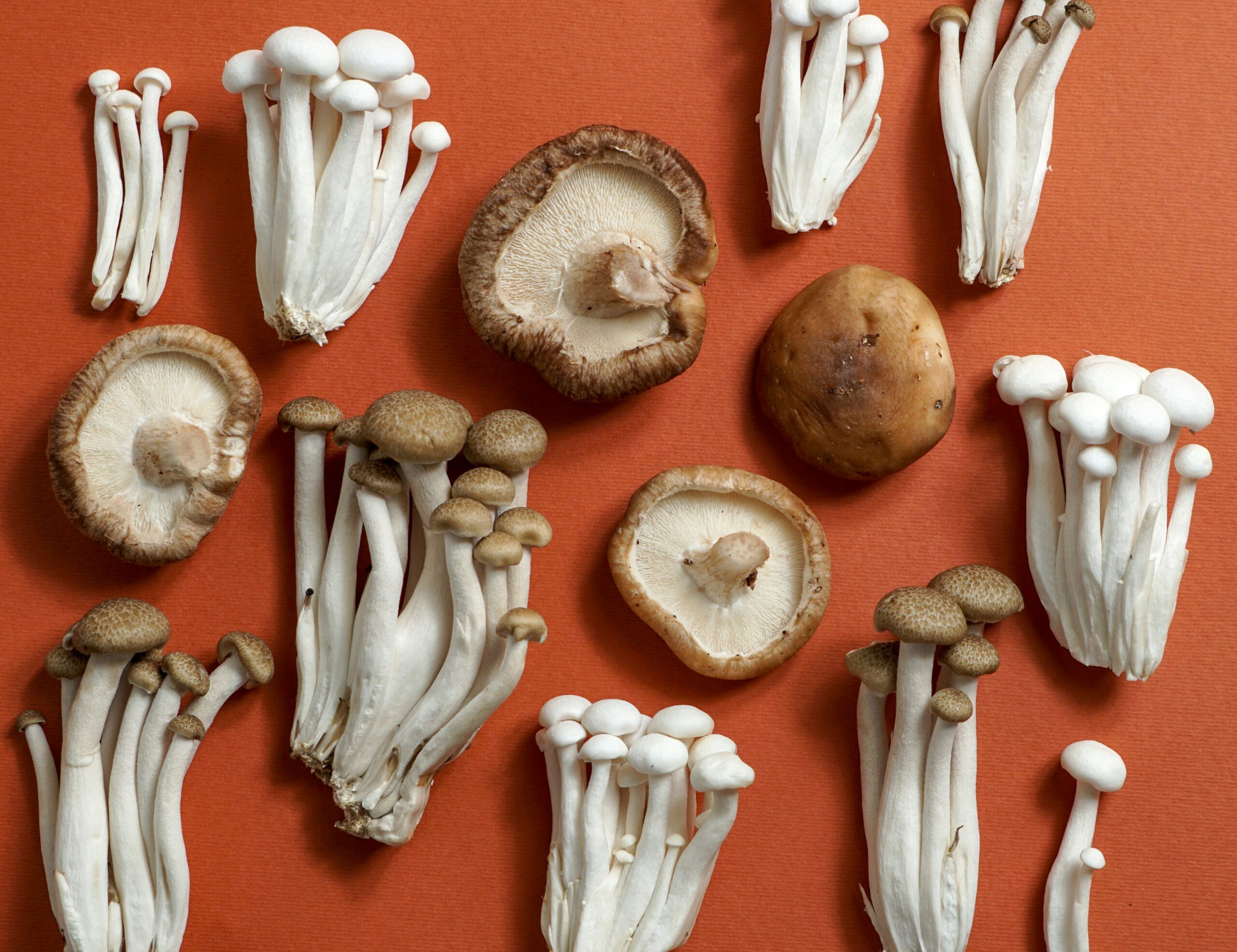Psilocybin Brain Plasticity