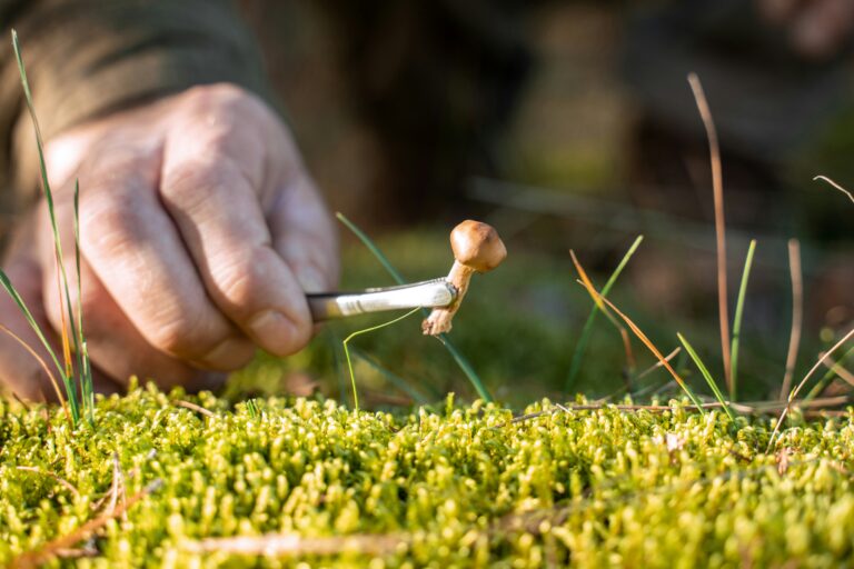 Psilocybin Use Trends