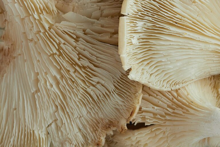 Psilocybin For Suicidal Ideation