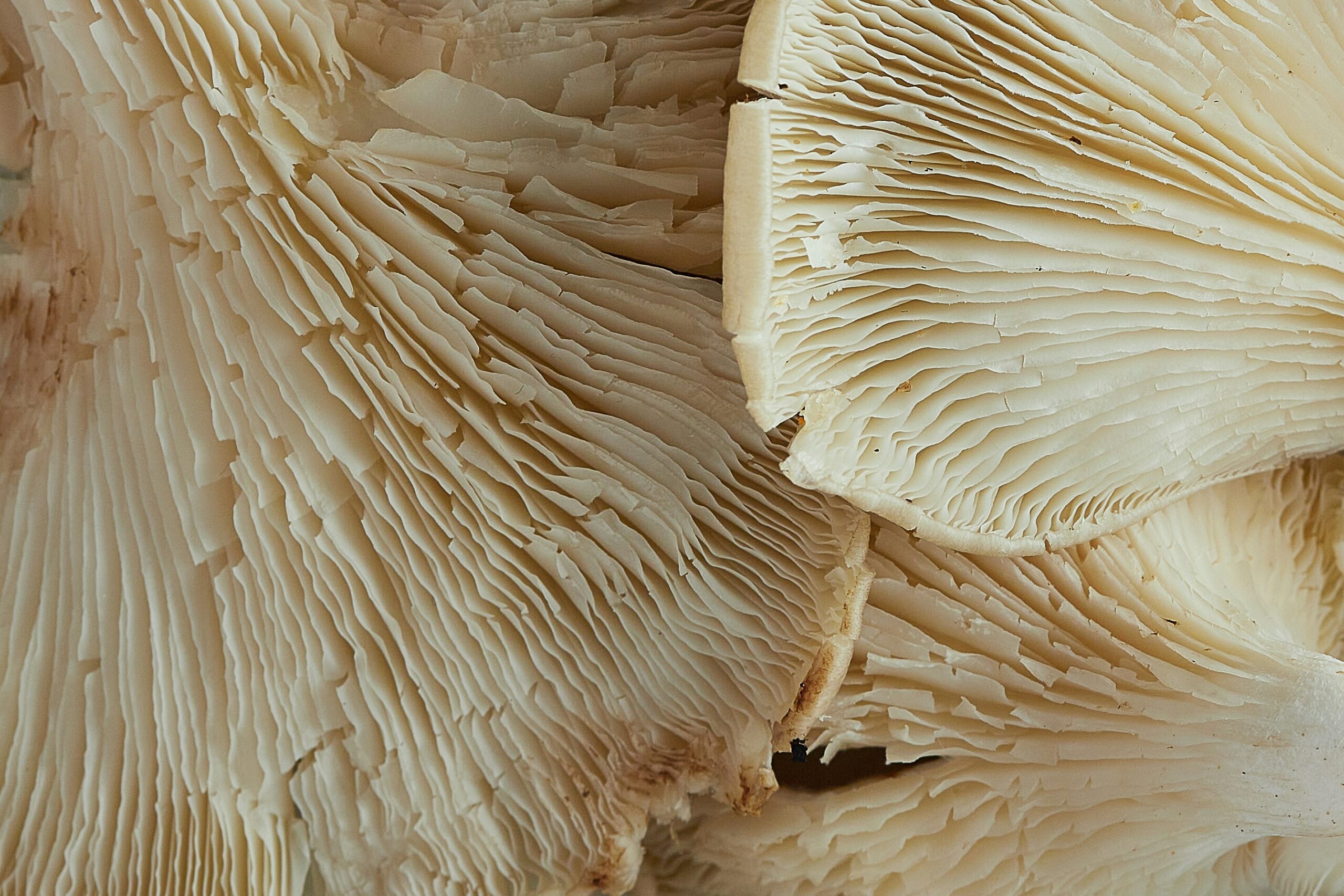 Psilocybin For Suicidal Ideation