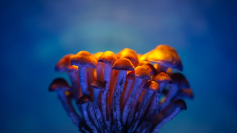 Psychedelic Microdosing Research