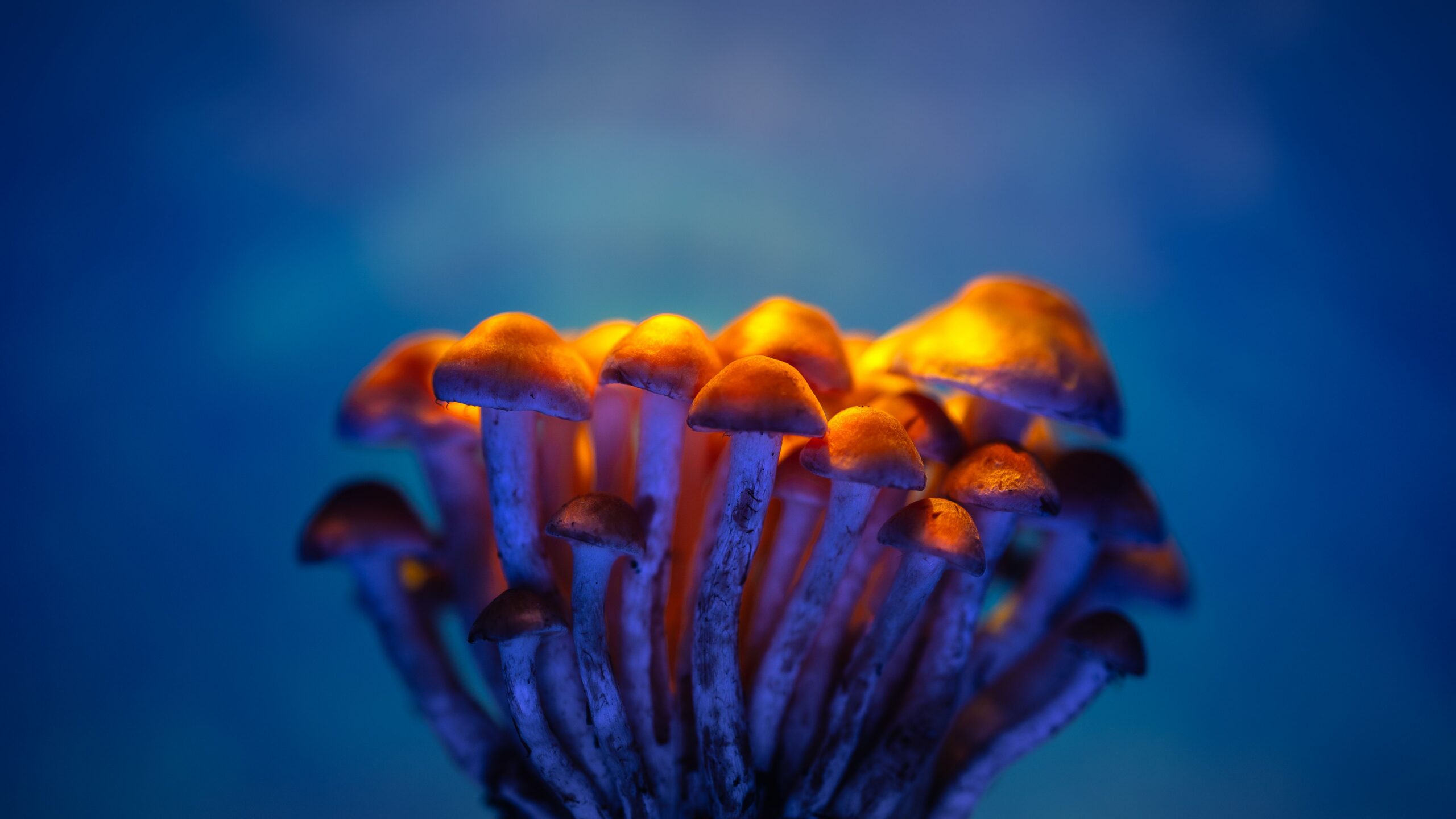 Psychedelic Microdosing Research