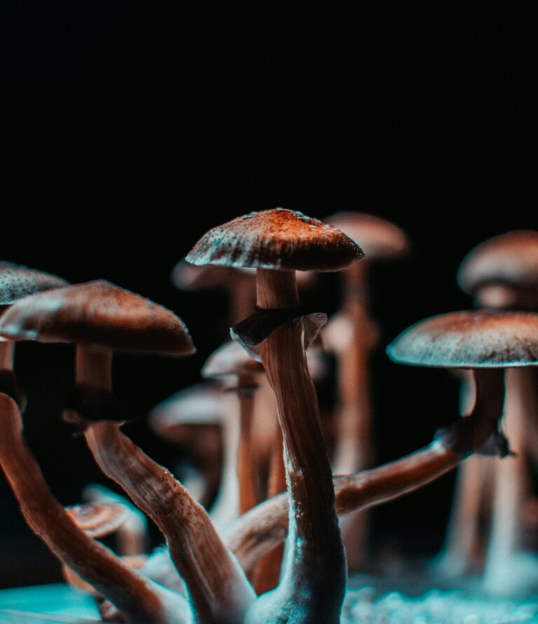 Psilocybin Support for PTSD
