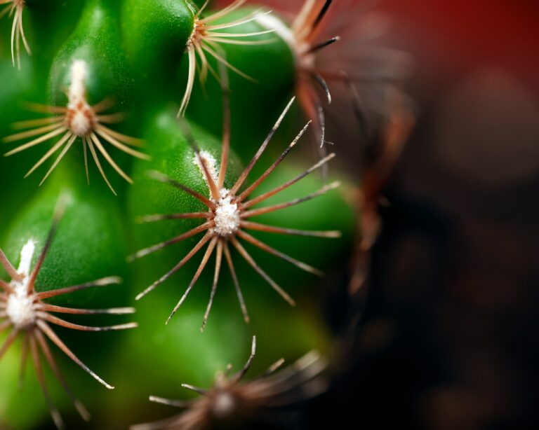 What Makes Mescaline Different From Other Psychedelics?